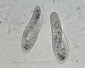 Paramecium sp.